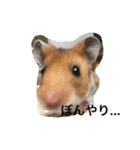 おうちのハムスター（個別スタンプ：8）