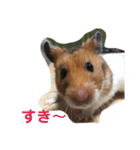おうちのハムスター（個別スタンプ：19）