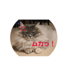 3匹のねこず（個別スタンプ：1）