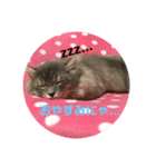 3匹のねこず（個別スタンプ：2）