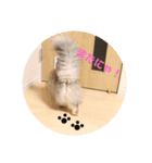 3匹のねこず（個別スタンプ：3）