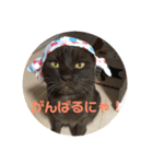 3匹のねこず（個別スタンプ：4）