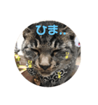 3匹のねこず（個別スタンプ：5）