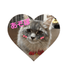 3匹のねこず（個別スタンプ：6）