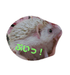 針丸ファミリーの日常（個別スタンプ：4）