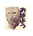 毛玉の日常（個別スタンプ：1）