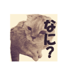 毛玉の日常（個別スタンプ：6）