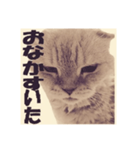 毛玉の日常（個別スタンプ：8）