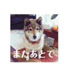 可愛いももちゃん2（個別スタンプ：33）