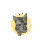 アメショのむぎ vol.1（個別スタンプ：4）