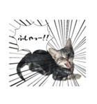 アメショのむぎ vol.1（個別スタンプ：6）