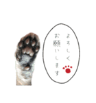 アメショのむぎ vol.1（個別スタンプ：8）