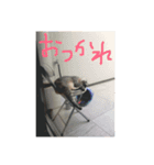 山下家の猫（個別スタンプ：1）