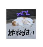 山下家の猫（個別スタンプ：3）
