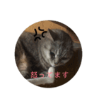 山下家の猫（個別スタンプ：7）