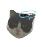 山下家の猫（個別スタンプ：8）