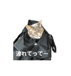 K＆M仲良しニャンコ（個別スタンプ：1）