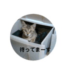 K＆M仲良しニャンコ（個別スタンプ：6）