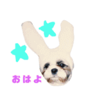 シーズのくるみちゃんの友達（個別スタンプ：1）