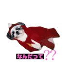 シーズのくるみちゃんの友達（個別スタンプ：2）