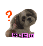 シーズのくるみちゃんの友達（個別スタンプ：6）