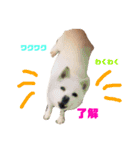 シーズのくるみちゃんの友達（個別スタンプ：7）