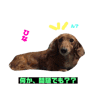 シーズのくるみちゃんの友達（個別スタンプ：10）