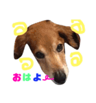 シーズのくるみちゃんの友達（個別スタンプ：16）