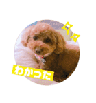 トイプードルのルナちゃん可愛いスタンプ（個別スタンプ：3）