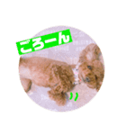 トイプードルのルナちゃん可愛いスタンプ（個別スタンプ：5）