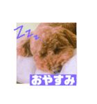 トイプードルのルナちゃん可愛いスタンプ（個別スタンプ：6）
