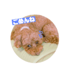 トイプードルのルナちゃん可愛いスタンプ（個別スタンプ：8）