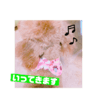 トイプードルのルナちゃん可愛いスタンプ（個別スタンプ：11）