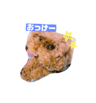 トイプードルのルナちゃん可愛いスタンプ（個別スタンプ：12）