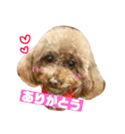 トイプードルのルナちゃん可愛いスタンプ（個別スタンプ：13）