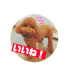 トイプードルのルナちゃん可愛いスタンプ（個別スタンプ：15）