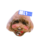 トイプードルのルナちゃん可愛いスタンプ（個別スタンプ：16）
