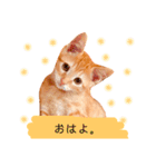 茶とらスタンプ(岡山弁)（個別スタンプ：1）