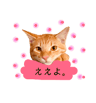 茶とらスタンプ(岡山弁)（個別スタンプ：2）