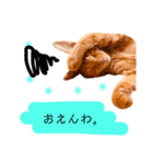 茶とらスタンプ(岡山弁)（個別スタンプ：3）