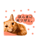 茶とらスタンプ(岡山弁)（個別スタンプ：6）