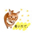 茶とらスタンプ(岡山弁)（個別スタンプ：12）