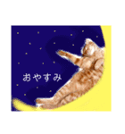 茶とらスタンプ(岡山弁)（個別スタンプ：16）