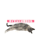 トンキニーズのカフェにゃん王子（個別スタンプ：11）