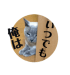 トンキニーズのカフェにゃん王子（個別スタンプ：13）