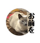 トンキニーズのカフェにゃん王子（個別スタンプ：14）