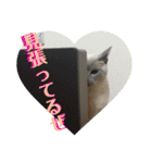 トンキニーズのカフェにゃん王子（個別スタンプ：15）