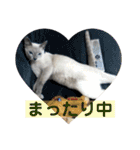 トンキニーズのカフェにゃん王子（個別スタンプ：16）