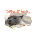 トンキニーズのカフェにゃん王子（個別スタンプ：19）