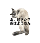 トンキニーズのカフェにゃん王子（個別スタンプ：21）